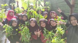 Siswa SD Negeri Hegarmanah Jatinangor tampak gembira memanen sayuran hasil tanam mereka (Dok.Hariansumedang.com/Tatang Tarmedi)