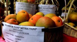 Mangga Gedong Gincu Sumedang akan menembus pasar ekspor ke Jepang (Dok.Hariansumedang.com/ sumedangkab.go.id./Tatang Tarmedi)