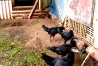 Dinas Perikanan dan Peternakan Sumedang akan beri bantuan ayam kepada keluarga DTKS (Dok.Sumedangkab go.id / Engkos Perdana )