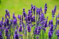 Para ahli aroma terapi merekomendasikan aroma lavender yang harum dan menyejukkan suasana hati.. (Pixabay.com/Hans)