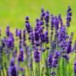 Para ahli aroma terapi merekomendasikan aroma lavender yang harum dan menyejukkan suasana hati.. (Pixabay.com/Hans)