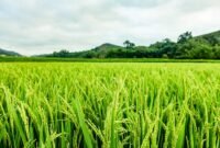 Petani merasakan manfaat kebijakan HPP Gabah Kering Panen (GKP) yang ditetapkan Presiden Prabowo Subianto sebesar Rp6.500 per kilogram. (Pixabay.com/TranDuyet)